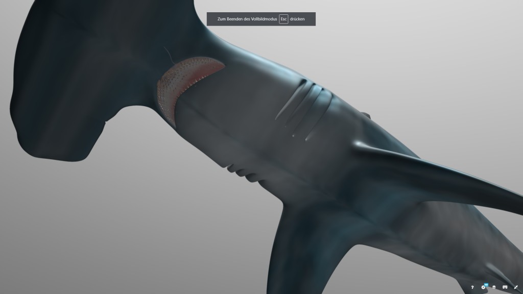 Hammerhead Shark preview image 5